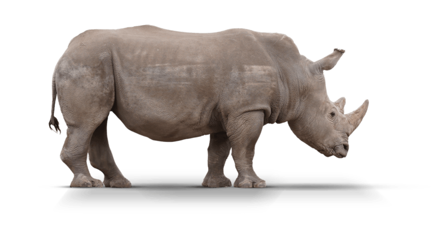 RhinoDino RhinoDino | Carpet Mart