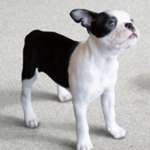 Flooring | Carpet Mart