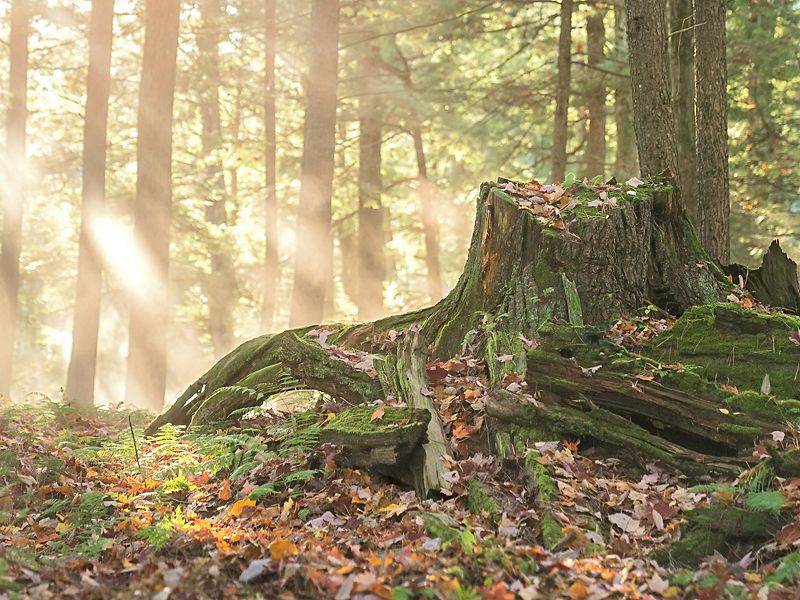 Karastan Worthington Oak | Carpet Mart