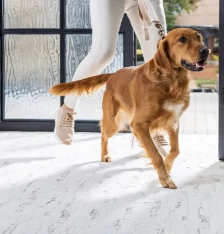 carpet-8 Pet Friendly Carpet | Carpet Mart