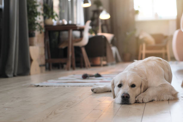All About Waterproof Wood Look - Carpet Mart November 2021