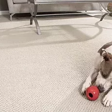 28137_937_smartstrand_lifestyle_03-circle Pet friendly flooring | Carpet Mart